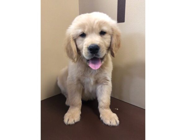 Golden Retriever DOG Male Golden 10560 Petland Henderson, Nevada