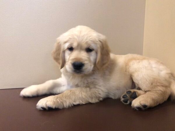 Golden Retriever DOG Female Golden 10562 Petland Henderson, Nevada