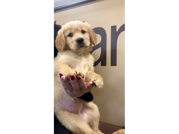 Golden Retriever DOG Female Golden 10563 Petland Henderson, Nevada