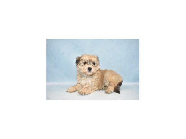 Havanese DOG Male Gold 10564 Petland Henderson, Nevada