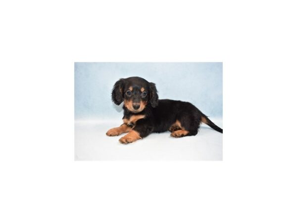 Dachshund DOG Female Black and Tan 10566 Petland Henderson, Nevada