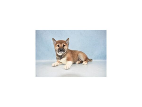 Shiba Inu DOG Female Red 10565 Petland Henderson, Nevada