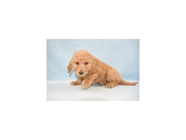 Goldendoodle 2nd Gen DOG Male Apricot 10568 Petland Henderson, Nevada