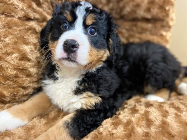 Bernese Mountain Dog DOG Male Black, Rust, & White 10569 Petland Henderson, Nevada