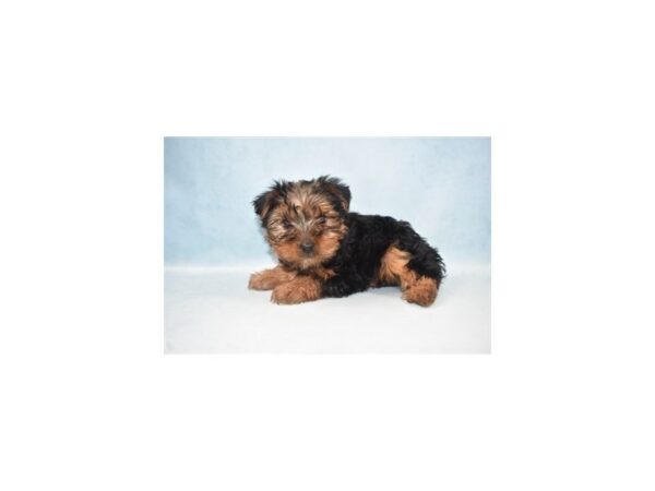 Yorkshire Terrier DOG Male Black and Gold 10571 Petland Henderson, Nevada