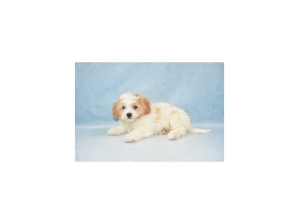 Teddy Bear DOG Male Gold and White 10573 Petland Henderson, Nevada