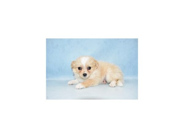 Pomchi-DOG-Female-Cream and White-10574-Petland Henderson, Nevada