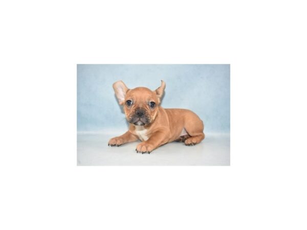 French Bulldog DOG Male Red 10570 Petland Henderson, Nevada