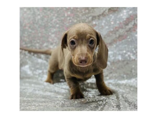 Dachshund DOG Male Blue / Tan 10578 Petland Henderson, Nevada