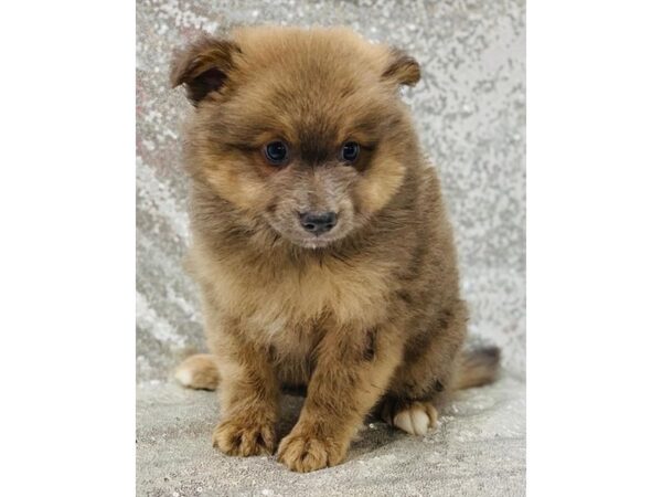 Pomsky-DOG-Male-Blue Sable-10580-Petland Henderson, Nevada