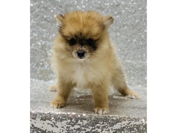 Pomeranian-DOG-Male-Orange Merle-10579-Petland Henderson, Nevada