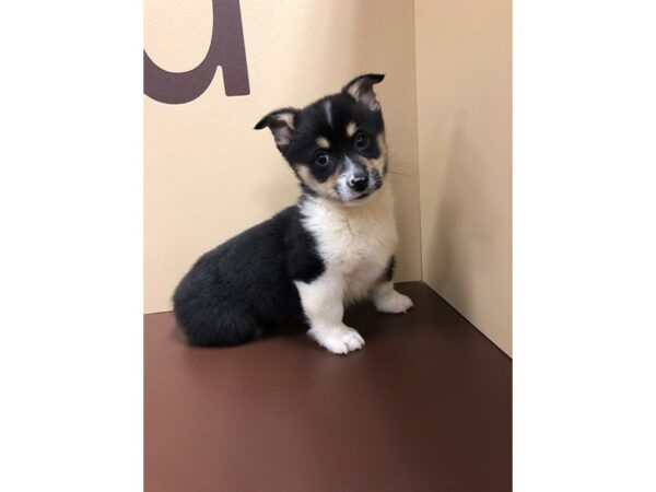 Pembroke Welsh Corgi DOG Male Tri 10576 Petland Henderson, Nevada