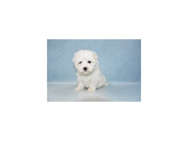 Maltese DOG Male White 10581 Petland Henderson, Nevada