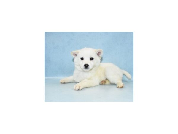 Imo-Inu DOG Female Cream 10584 Petland Henderson, Nevada