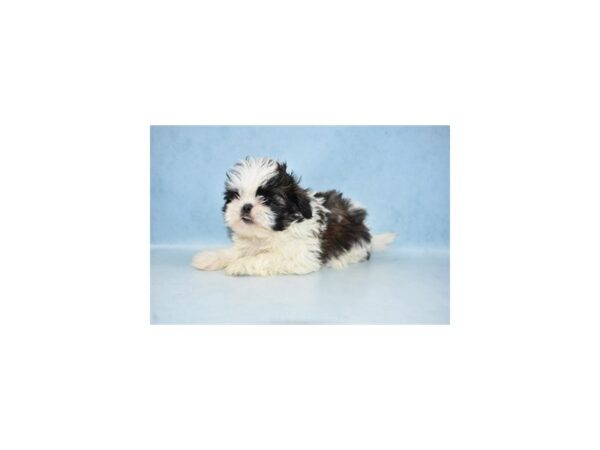 Shih Tzu DOG Female Brindle and White 10583 Petland Henderson, Nevada