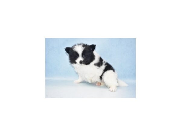 Pomeranian DOG Male Black and White 10582 Petland Henderson, Nevada