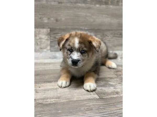 Pomsky DOG Male Red Sable 10590 Petland Henderson, Nevada