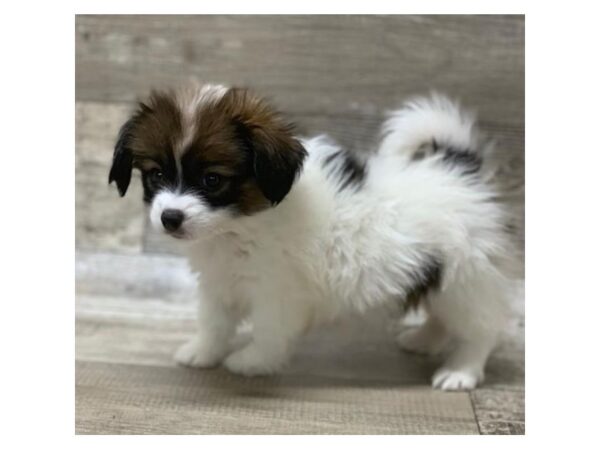 Papillon-DOG-Female-Sable / White-10587-Petland Henderson, Nevada