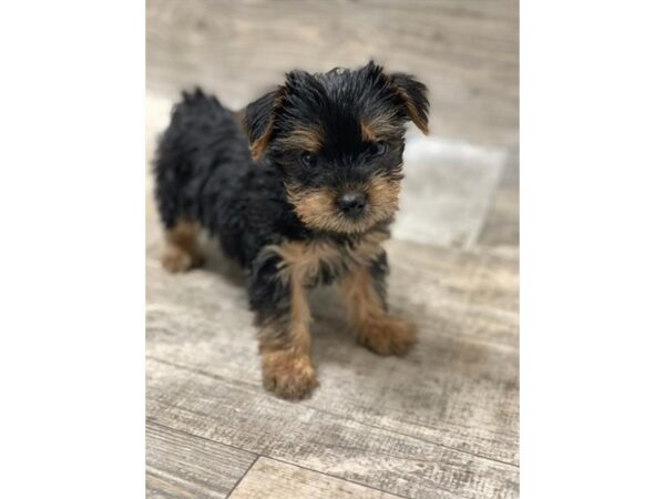 Yorkshire Terrier DOG Female Black / Tan 10589 Petland Henderson, Nevada