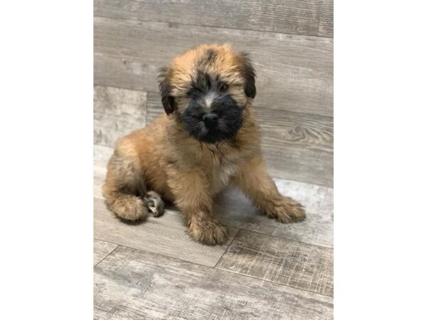 Soft Coated Wheaten Terrier DOG Male Wheaten 10588 Petland Henderson, Nevada