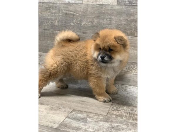 Chow Chow-DOG-Female-Cinnamon-10585-Petland Henderson, Nevada