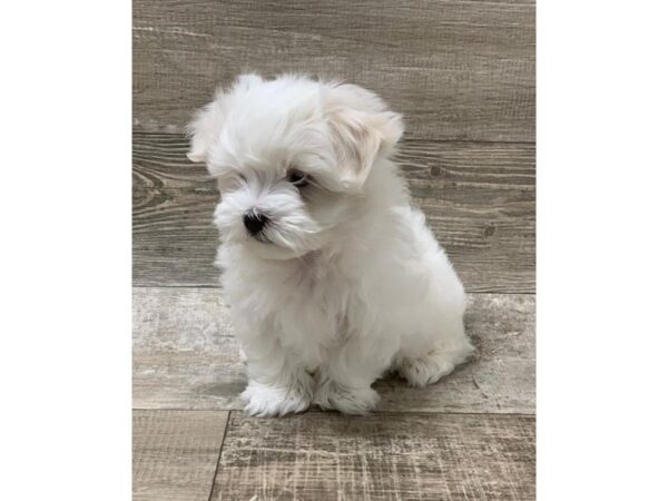 Maltese DOG Male White 10586 Petland Henderson, Nevada