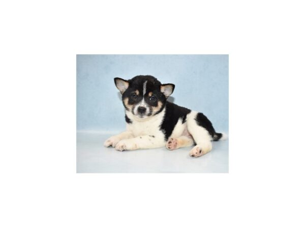 Shiba Inu DOG Female Black and Tan 10596 Petland Henderson, Nevada