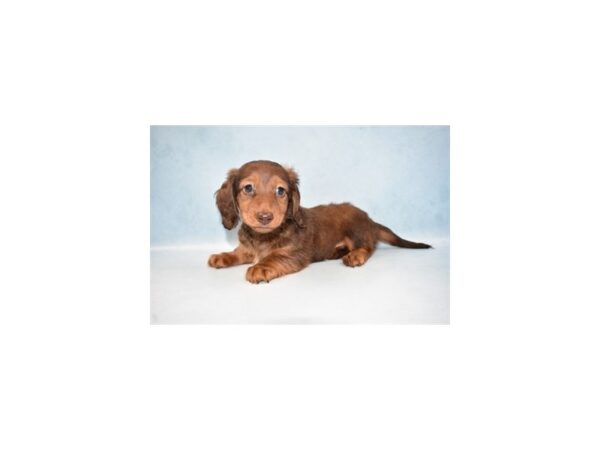 Dachshund DOG Male Red 10594 Petland Henderson, Nevada