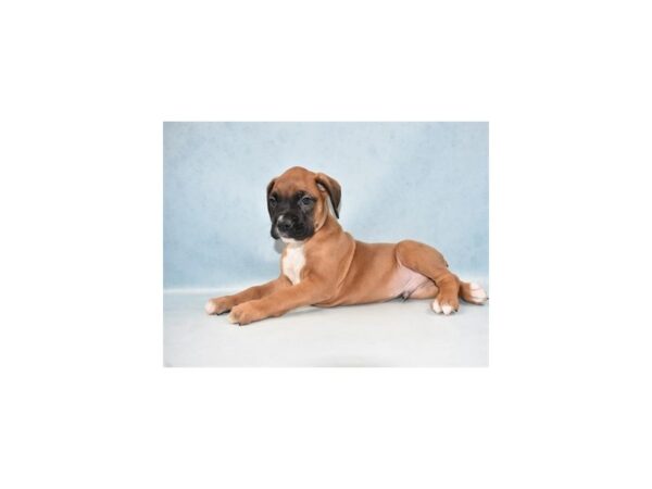 Boxer-DOG-Male-Fawn-10593-Petland Henderson, Nevada