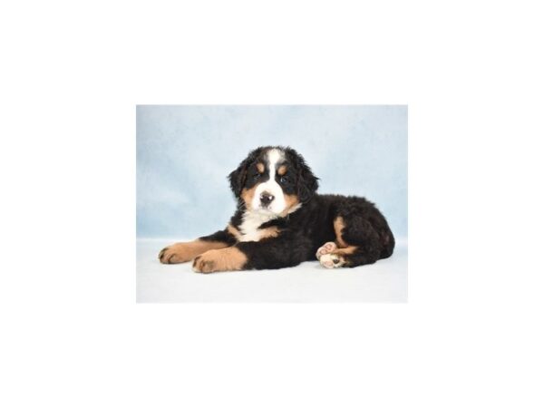 Bernese Mountain Dog DOG Male Black Rust and White 10592 Petland Henderson, Nevada