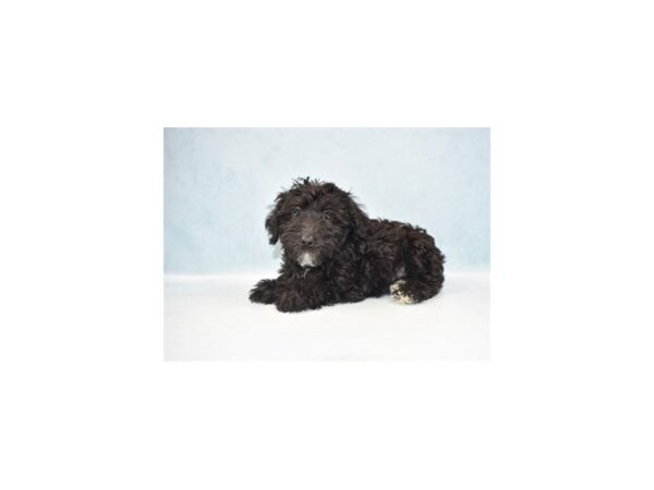 Schnoodle DOG Male Black 10598 Petland Henderson, Nevada