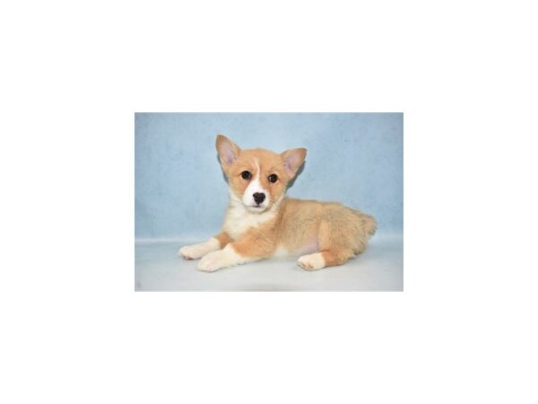 Pembroke Welsh Corgi DOG Female Red 10595 Petland Henderson, Nevada