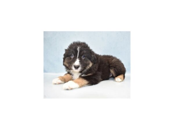 Australian Shepherd DOG Male Black and White 10591 Petland Henderson, Nevada