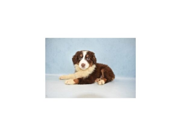 Miniature Australian Shepherd-DOG-Female-Red-10597-Petland Henderson, Nevada