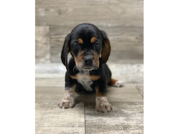 Beagle DOG Male Black / Tan 10600 Petland Henderson, Nevada