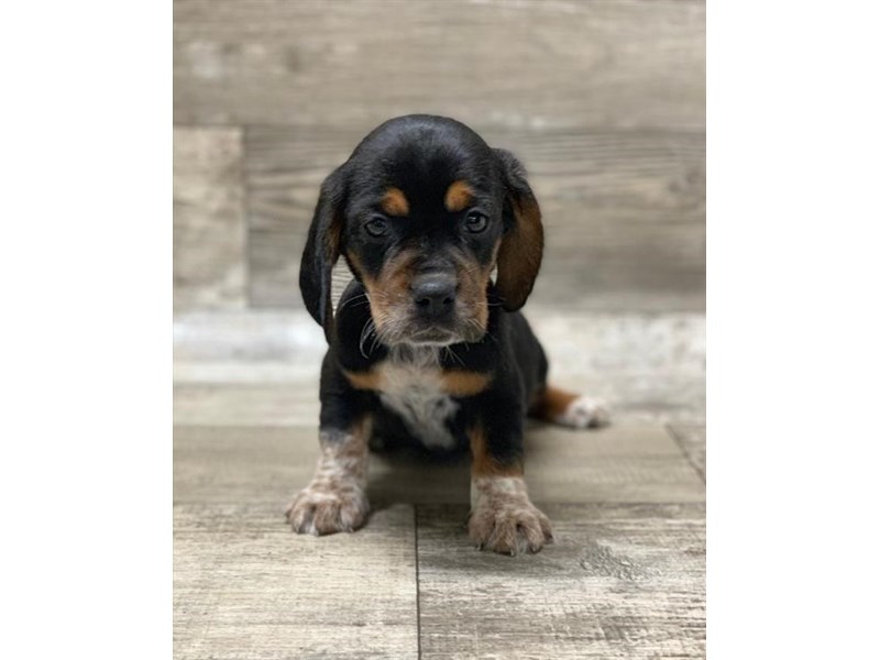 Beagle-DOG-Male-Black / Tan-2599536-Petland Henderson, Nevada