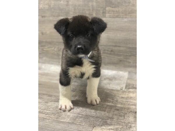 Akita DOG Male Fawn, Black Overlay 10599 Petland Henderson, Nevada