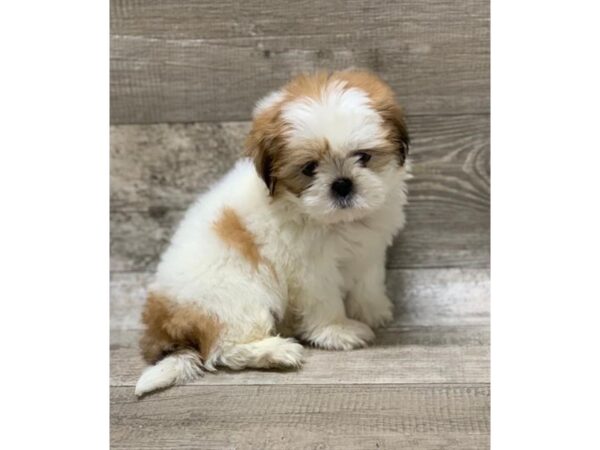 Shih Tzu DOG Male Red / White 10601 Petland Henderson, Nevada