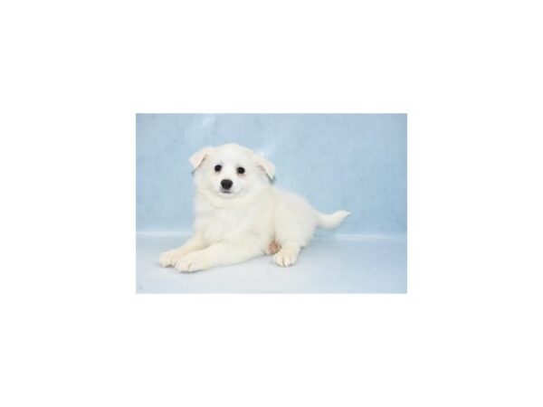 American Eskimo DOG Female White 10602 Petland Henderson, Nevada