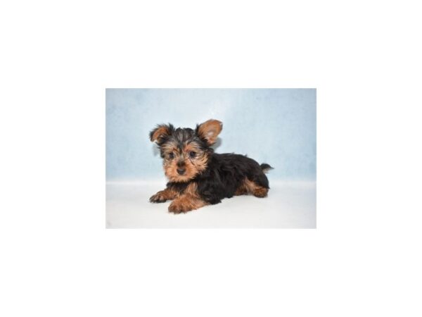 Yorkshire Terrier DOG Male Black and Tan 10607 Petland Henderson, Nevada