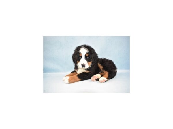 Bernese Mountain Dog DOG Male Black Rust and White 10603 Petland Henderson, Nevada