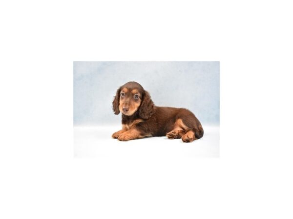 Dachshund DOG Female Red 10604 Petland Henderson, Nevada