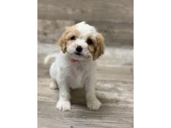 Cavachon DOG Male Blenheim 10614 Petland Henderson, Nevada