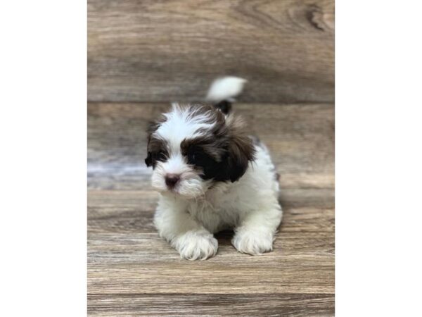 ShizaPoo-DOG-Male-Liver / White-10615-Petland Henderson, Nevada