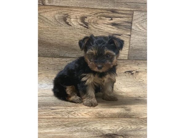 Yorkshire Terrier DOG Female Black / Tan 10613 Petland Henderson, Nevada