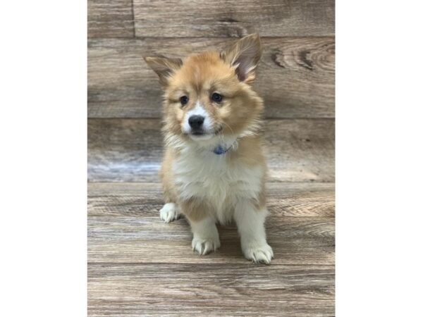 Pembroke Welsh Corgi DOG Female Sable / White 10611 Petland Henderson, Nevada