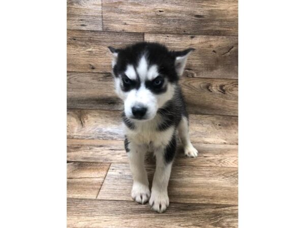 Siberian Husky DOG Male Black / White 10612 Petland Henderson, Nevada