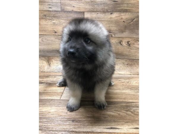 Keeshond DOG Female Silver / Black 10608 Petland Henderson, Nevada