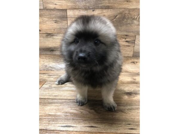 Keeshond DOG Male Silver / Black 10609 Petland Henderson, Nevada