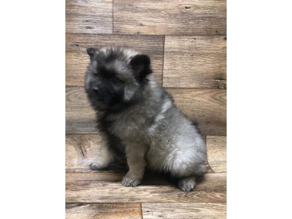 Keeshond DOG Male Silver / Black 10610 Petland Henderson, Nevada